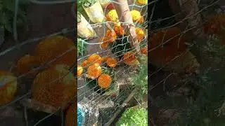 #minivlog #shortvideo #vlog #flower #vlogger #vlogging #vlogs #odiavolg #odia #odisha