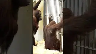 Orangutans Sol and Baju Try Something Strange#orangutans#funnyvideo#funnyanimals
