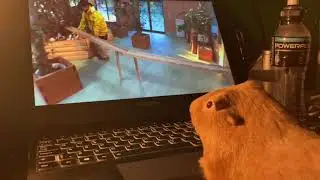 Guinea pig watch guinea pig bridge