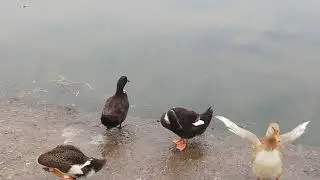 searching for clean habitat