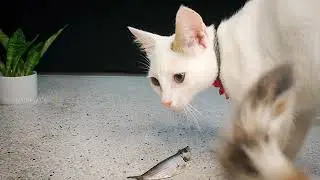 Hungary Angry Cat Eating Raw Fish | Feeding Cats #catlovers #catvideos #asmr #cateatingvideos