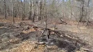 Long Island Piney Power show HD: Connetquot River State Park