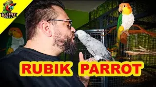 La Passione Dietro l’Allevamento di Pappagalli  Intervista a Rubik Parrot