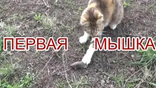 Как #кошка поймала  #мышку Или  #мышь которая пыталась убежать #cat caught #mouse
