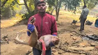चंचल बंदर: जंगल का नटखट कलाकर”