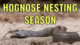 HOGNOSE NESTING SEASON