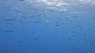 Diving Ni&rsquo;ihau aka the forbidden island with Explore Kauai Scuba