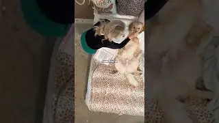Полное видео &mdash; Мне нужны собачьи лакомства, доктор! От RxCKSTxR, комичный закадровый голос!