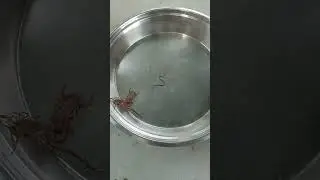 World war - 3 between Centipede , scorpion and Snake baby!  #news #latestnews