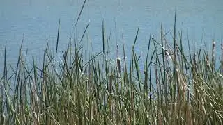 Roper Lake Cattails and Water