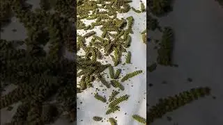 Cevizde suni tozlama nasıl yapılır?