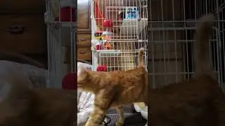 諦めたフリして&hellip;泥棒ねこ😽#猫 #ねこ #保護猫 #茶トラ #猫のいる暮らし#泥棒ねこ #cat #cats #catlover