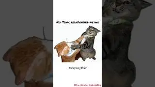 independence is a myth #catvideos #funnycatvideos#ytshorts #funnymemes#funny