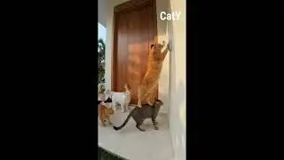 Crazy cat, funny cat actions🐈 laugh make you🤪😍 #cute #funny #funnycats #cat