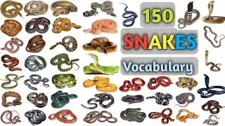 Snakes Vocabulary ll About 150 Snakes Name In English With Pictures ll Bisu's World