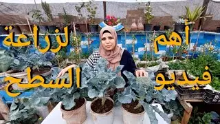 قبل ما تزرع على سطح البيت ضرورى تشوفه