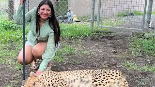 Travel | My first encounter with the cheetah | Casela nature Parks| Mauritius