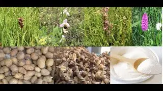 Salep Türlerinin Glikomannan Oranları