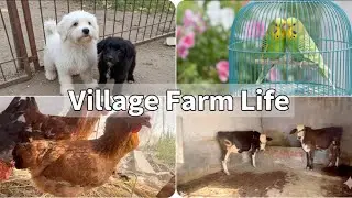 New pet house vlog 