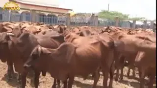 Garissa - Suuqa Xoolaha Ee Ugu Weyn Bariga & Geeska Africa & Cabashada Ganacsatada