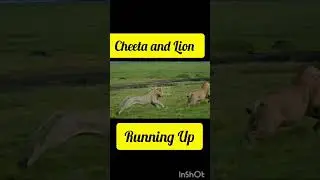 Cheetah vs Lion King &ndash; Ultimate Wildlife Fight & Speed Showdown