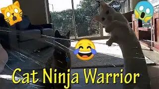 Cat Ninja Warrior | Hugo vs Skye