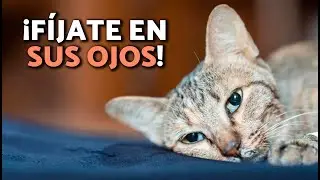 🙀 10 Síntomas de DESHIDRATACIÓN en GATOS 💦♨️ ¿Cómo saber si mi GATO está DESHIDRATADO?