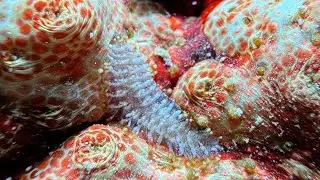 Sea Cucumber Scale Worm (Gastrolepidia clavigera) in Romblon - Philippines , July 2024