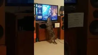 Cat fooled by birds in Witcher 3 on Switch