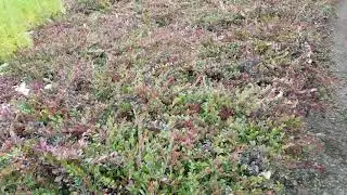 Bearberry (Kinnikinnick) Seedlings at Harvest - TreeTime.ca