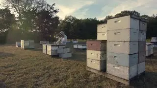 October 2021 Beekeeping Tips