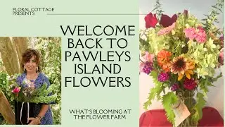 What's Blooming in Pawleys Island on my flower farm zone 8b/9a 🌸