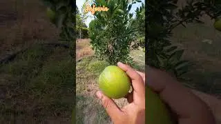 Mousambi (Citrus limetta) is a fruit. 😋
