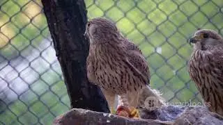 The Cutest Bird of Prey You&rsquo;ll Ever See&hellip; Until It Starts Hunting #PygmyFalcon #SmallestRaptor