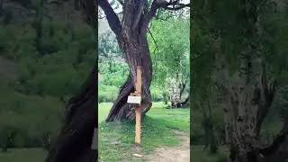 Shahi Bagh |kalam| |Swat|  |Beauty| |Shahi Bagh| |Nature|