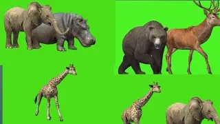 Animals green screen video || no copyright animal videos || Elephant Monkey Hours lion tiger dog 🐅😸