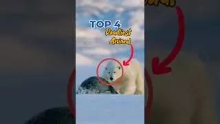 Top 4 Deadliest Arctic Animals 🐻&zwj;❄️😱🤯 #animals #facts #arctic #top4 #scary #shorts