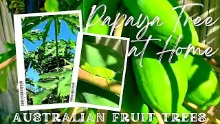 Papaya Fruit Tree 🌳 🫒| Papita #papayatree #funtimepass