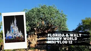 Florida & Walt Disney World - Mini Vlog 12 Reeves Family Adventures