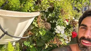Irriga&ccedil;&atilde;o autom&aacute;tica para iniciantes. Como salvei meu jardim vertical 