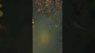 Three Carp #carp #carps #fish #fishing #fishingvideo #hindersbait #drone #dronevideo #angling #uk