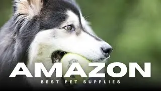 KONG SqueakAir Tennis Balls 🐕🎾 | Pack of 6 Durable Squeaky Toys for Medium Dogs