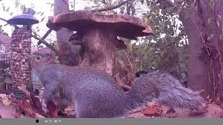 Foraging for the winter