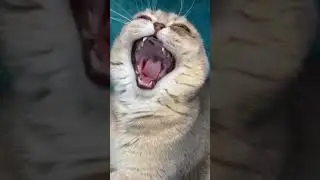 Musical Cat Sings in Chinese! 🎶 Hilarious Feline Serenade