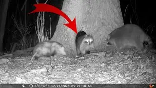 THIS Hole was HAPPENING: Trail Camera Highlights 1.22.26