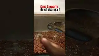 Story Stewarty #channa #koleksiikanpredator #ikan #ikanhias #stewartiblackgalaxy #stewarti