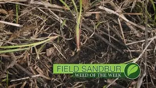 Weed of the Week #1003 Field Sandbur (Air Date 6-25-17)