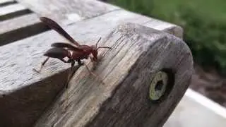 Paper wasp (Polistes annularis) gathering wood pulp for its nest