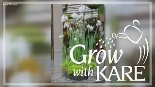 Grow with KARE: Paperwhites and Amaryllis