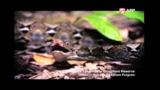 Commercial - Asia Pulp & Paper 2010 (1)